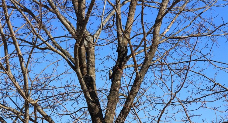 Апрельский день в Василёво, заключительная часть