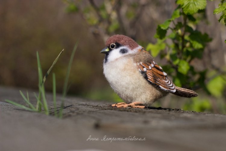 Воробушки — Валяные игрушки из шерсти: сухое валяние