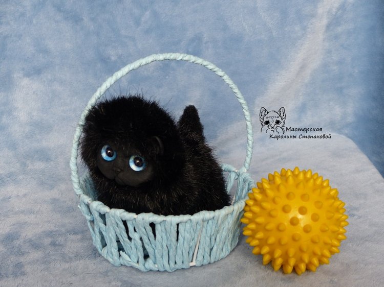 Черные котятки(персы), маленькие злобики