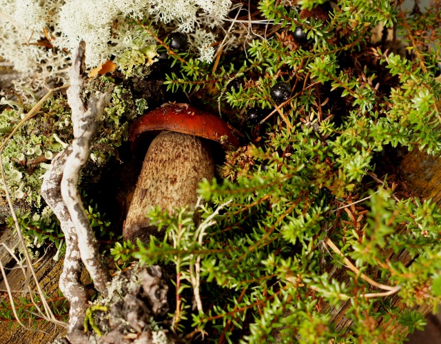 Осенний натюрморт — Другие хобби и увлечения: сад (фото 5)