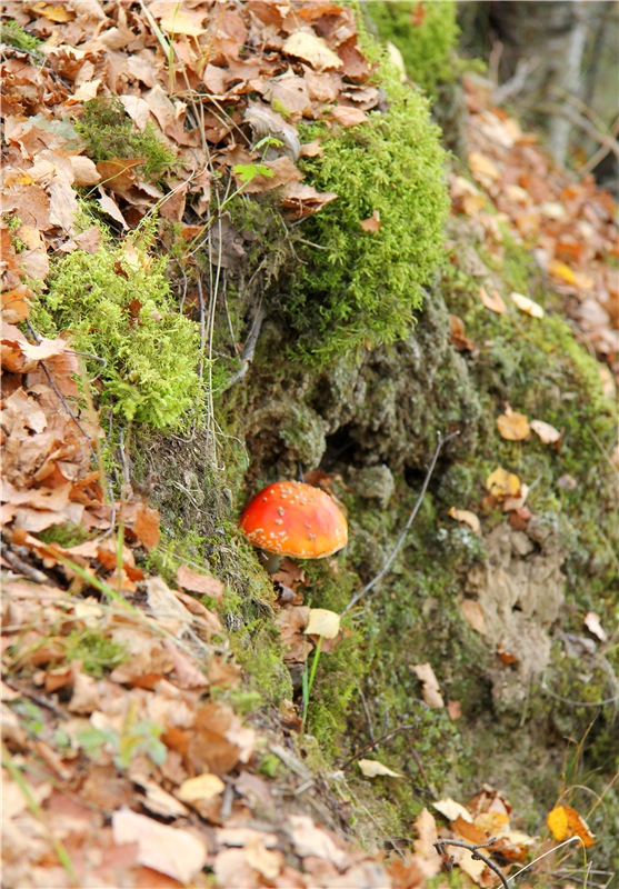 Путешествие Адель в "Сад камней". Джульетта от Sylvia Natterer