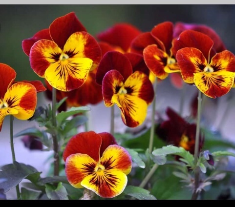 Как одеть мулатку — Антикварные куклы Bru (Брю) и реплики: Bru Jne (фото 3)