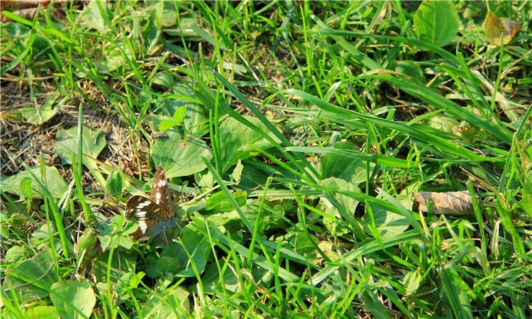Нийя. Воспоминание об осени, Чукавино, Эко-Лэнд