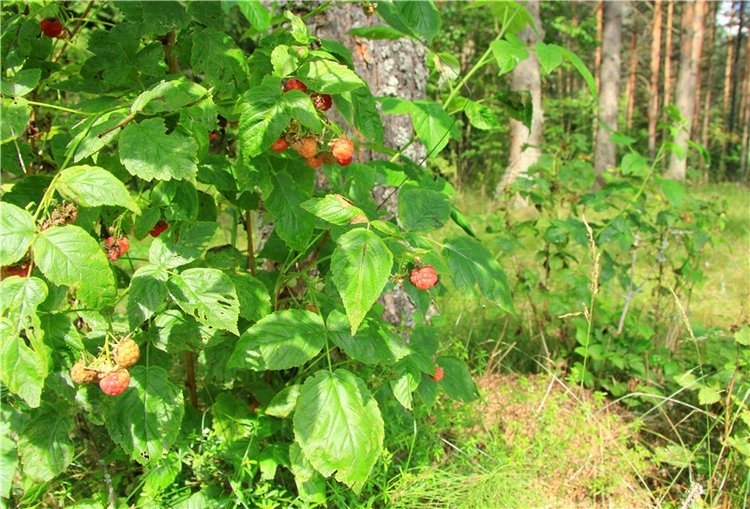 Девочка и Ёжик. Minifee Miyu FairlyLand | Бэйбики Девочка и Ёжик. Minifee Miyu FairlyLand