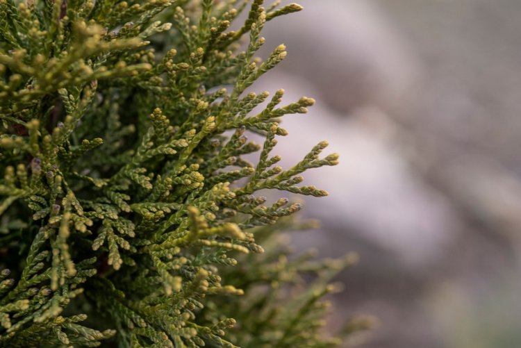 Весенняя прогулка | Бэйбики Весенняя прогулка — Куклы Fairyland (ФэйриЛэнд): BJD (БЖД) (фото 7)