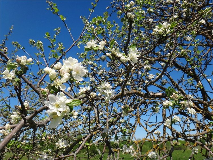 Дивная Весна — Куклы Zwergnase (Цвергназе/Цверги): фото