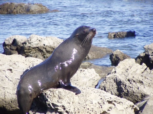 Увлекательное путешествие по Новой Зеландии