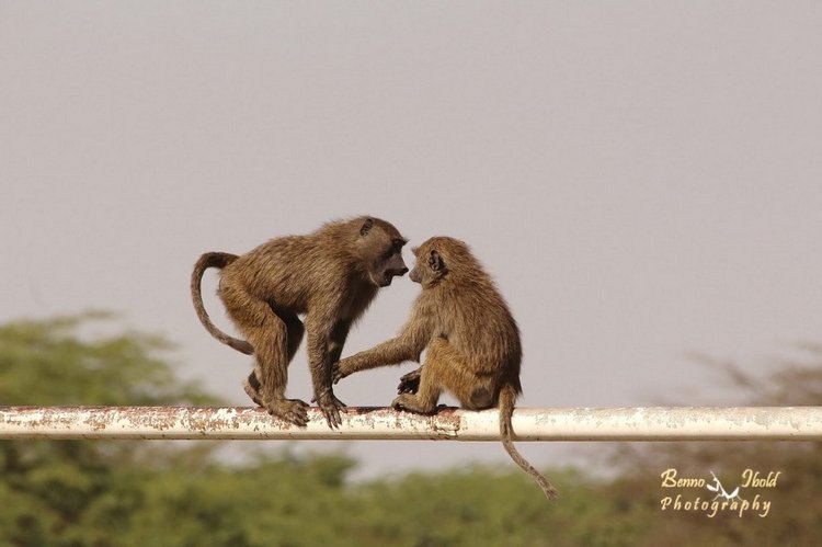Любителям природы - профессиональные фотографии (выпуск 4)