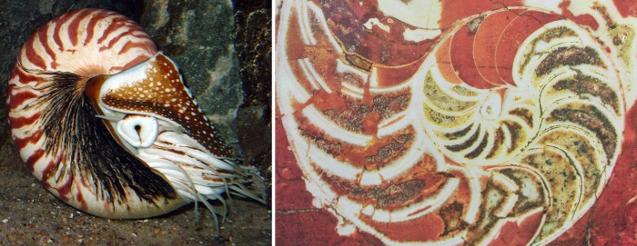 Звероящер и узоры времён динозавров в Московском метро