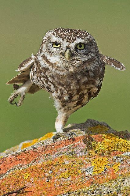 Любительские и профессиональные фотографии Сов (выпуск 2)