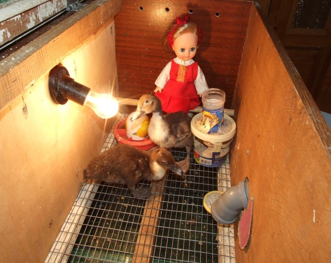 Цып-цып-цып, мои цыплятки, цып-цып-цып, мои утятки (фото 2)