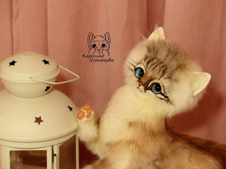 Котенок породы : Невский Маскарадный, окрас сил тэбби пойнт (фото 6)