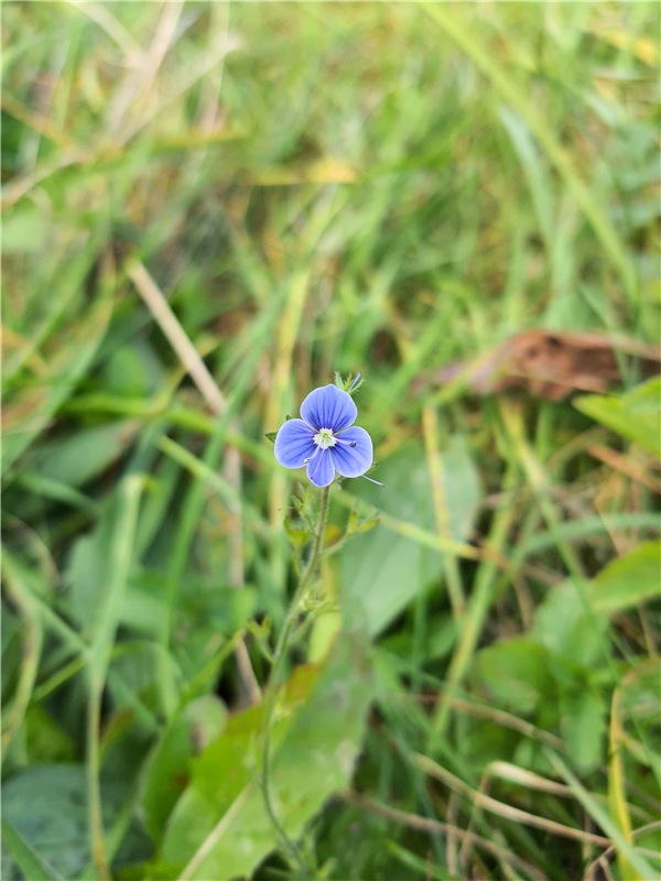 Путешествие Имани на Волгу, продолжение. Mini Imani от Kaye Wiggs