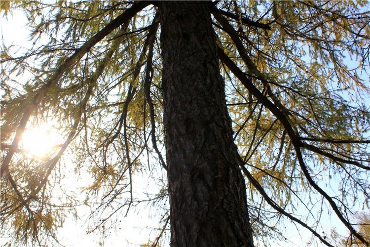 Путешествие Dal Hangry в Грузины