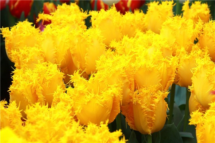 Выставка тюльпанов в Твери