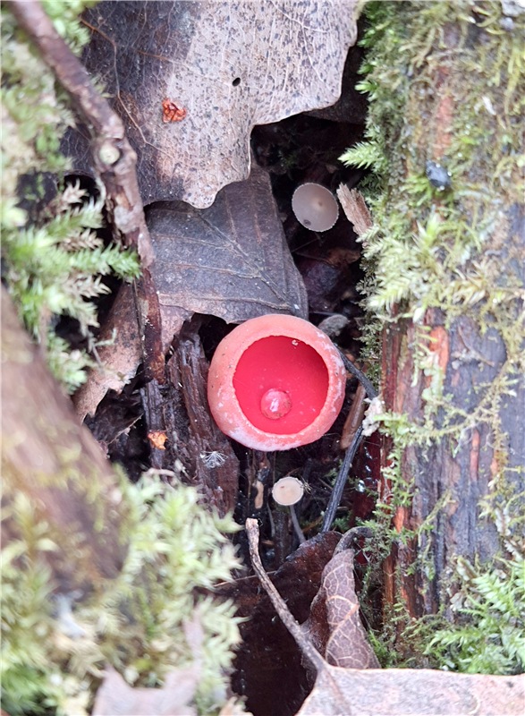 Путешествие Имани в ПанИку