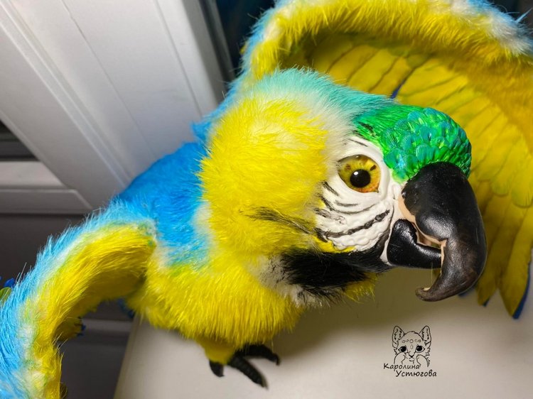 Попугай Ара. Желто-голубой