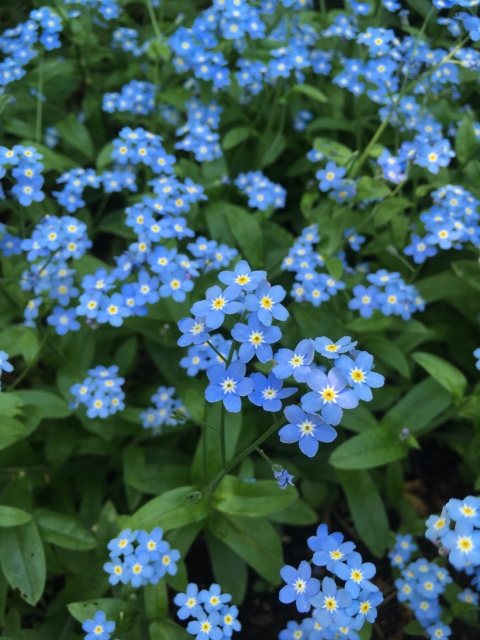 Поездка на дачу с Mui-chan, Migliorati и Sonny angel