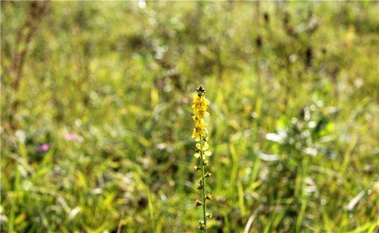 Старицкая Швейцария. Путешествие с Сашей, продолжение. Уникальная кукла от Сильвии Наттерер