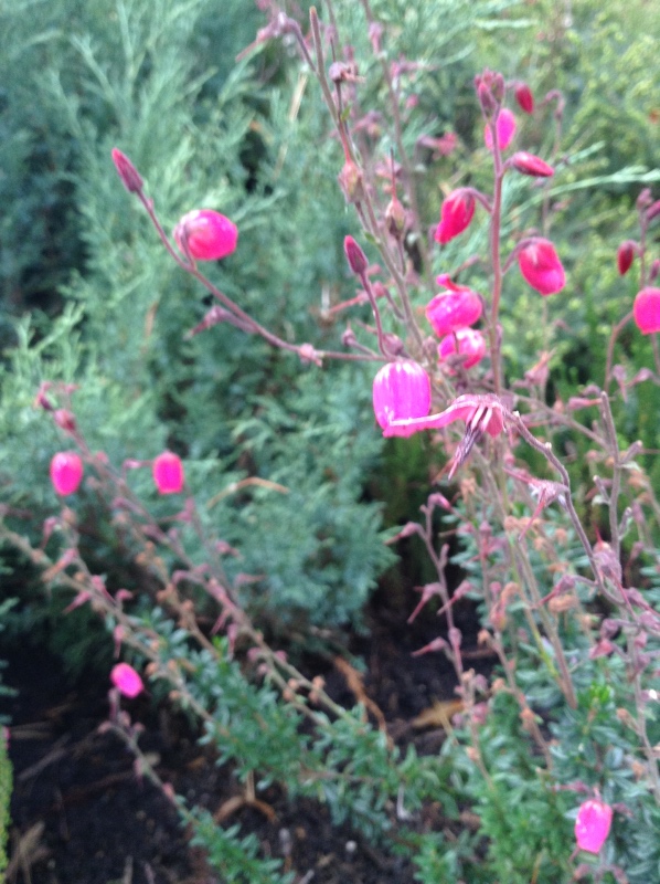 Аптекарский огород сегодня. ч.5. Грибной фестиваль