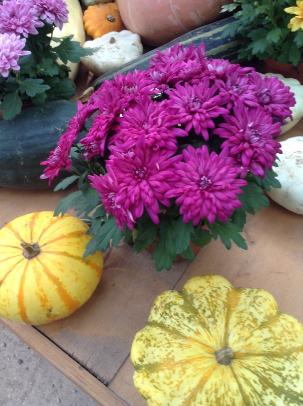 Аптекарский огород сегодня. ч.5. Грибной фестиваль