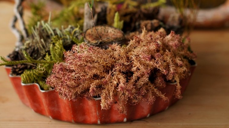 Кусочек природы в доме — Другие хобби и увлечения: сад