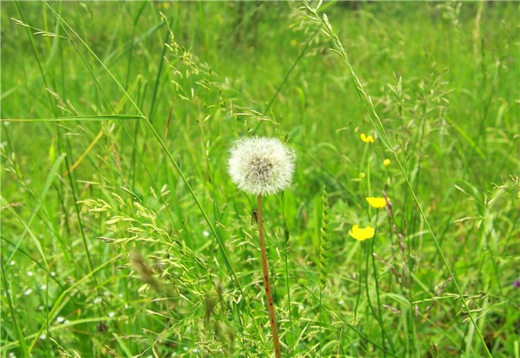 Девочка и Ёжик. Minifee Miyu FairlyLand | Бэйбики Девочка и Ёжик. Minifee Miyu FairlyLand