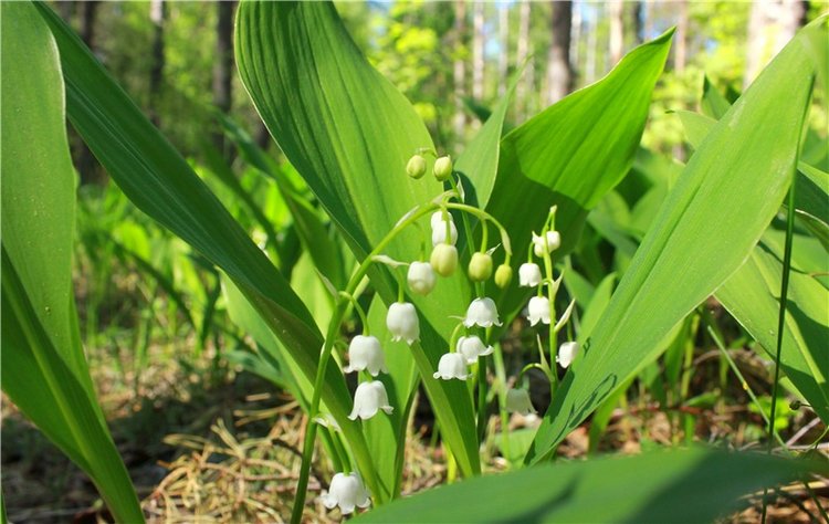 Ландыши - Светлого мая привет (фото 6)