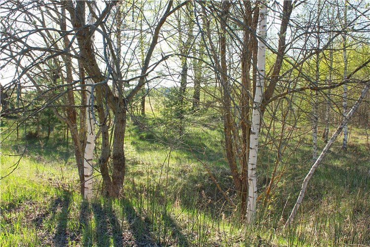 Прогулка Софи. Lati HoneyBee New Mystic Sophie | Бэйбики Прогулка Софи. Lati HoneyBee New Mystic Sophie