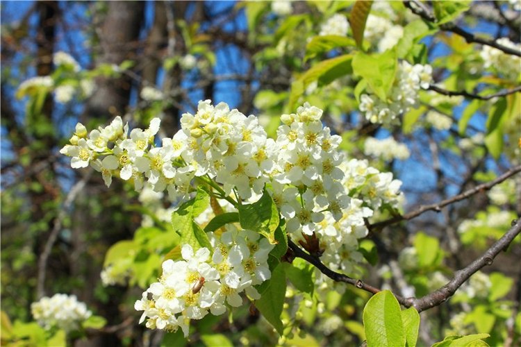 Путешествие Софи в Старицу, продолжение. Lati HoneyBee New Mystic Sophie (фото 3)