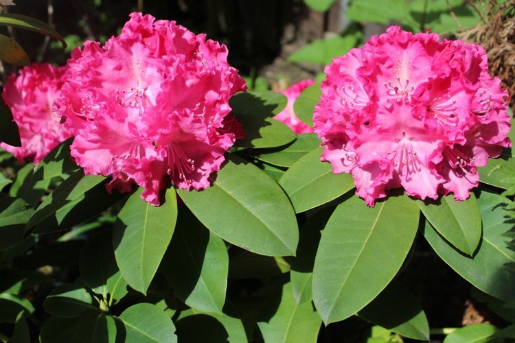 Любовь нечаянно нагрянет — Фэшн