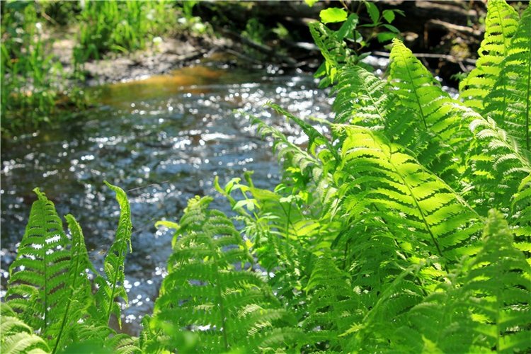 Затерянный Мир — Красивая природа и цветы: фото пейзажей (фото 4)