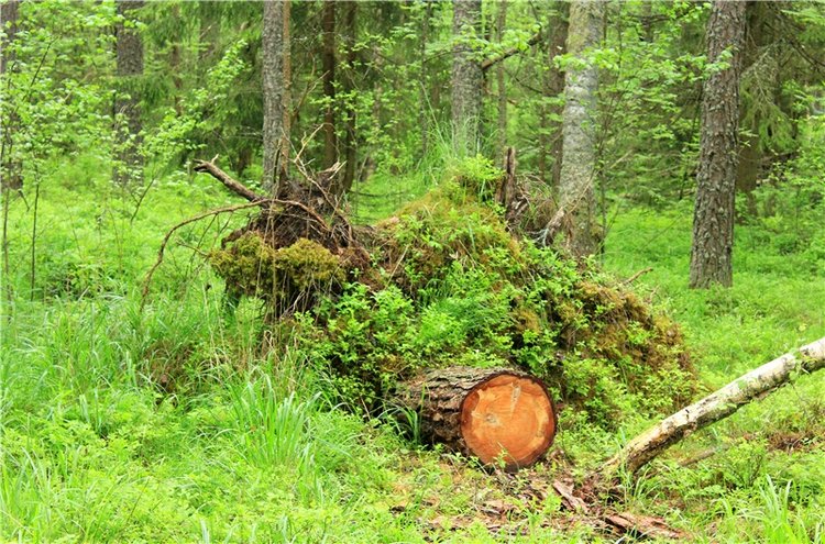 Ландышевый Лес. Twinkles Ella Chocolate (фото 4)