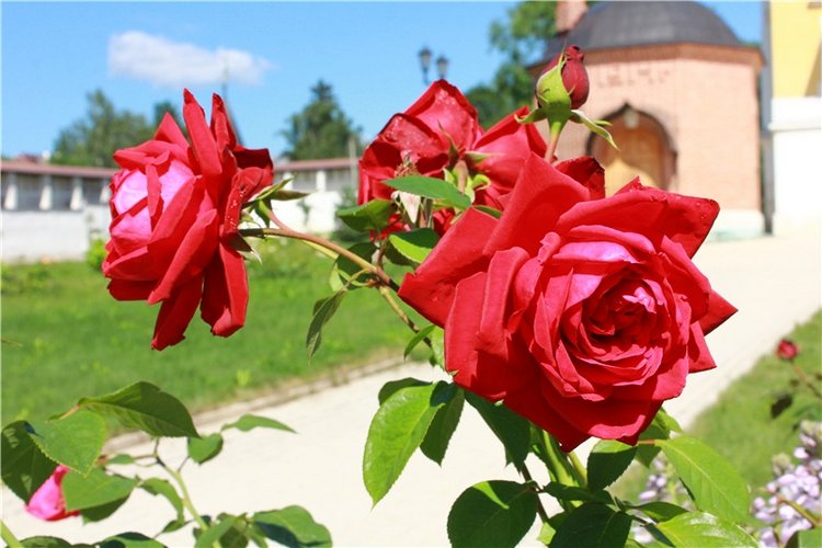 Время, застывшее в янтаре. Старицкий Свято-Успенский мужской монастырь