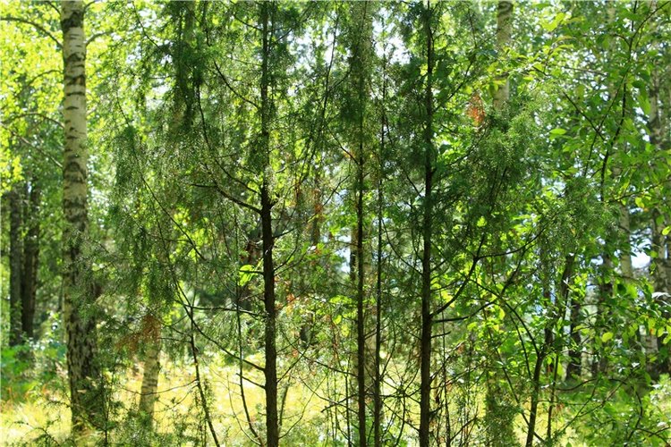 Августовское путешествие в "Сад Камней" | Бэйбики Августовское путешествие в "Сад Камней"