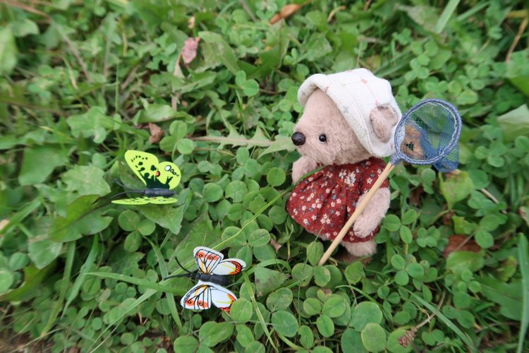 Знакомьтесь, новый вид медведей - медведь сумочный (фото 5)