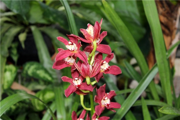 Тверской Ботанический Сад, продолжение | Бэйбики Тверской Ботанический Сад, продолжение