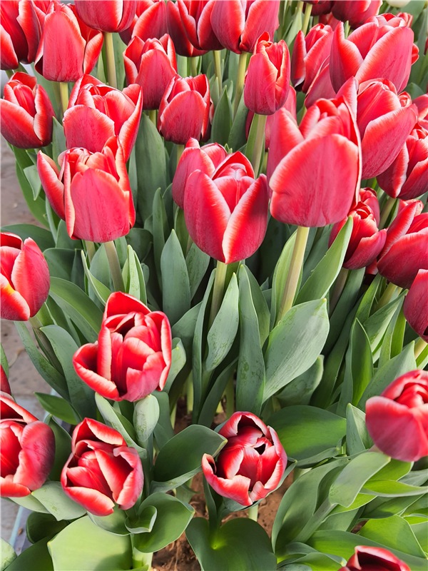 Выставка тюльпанов в Твери (фото 5)