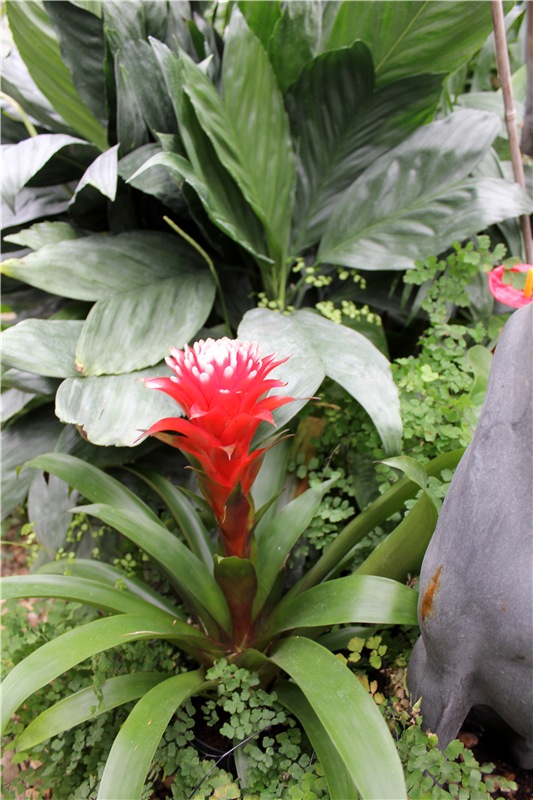 Тверской Ботанический Сад, продолжение | Бэйбики Тверской Ботанический Сад, продолжение