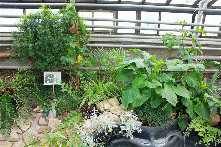 Выставка тюльпанов в Твери, продолжение