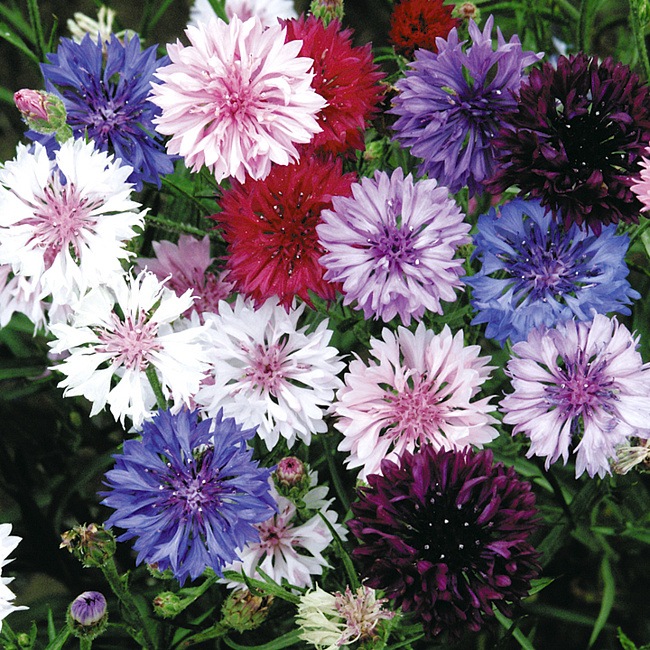 Ах, васильки, васильки — Красивая природа и цветы: фото пейзажей (фото 4)