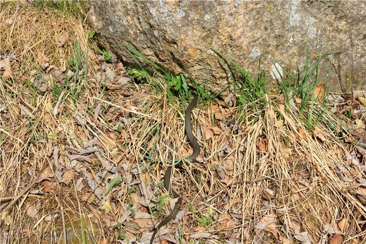 Заблудилась. Georgia от Berdine Creedy