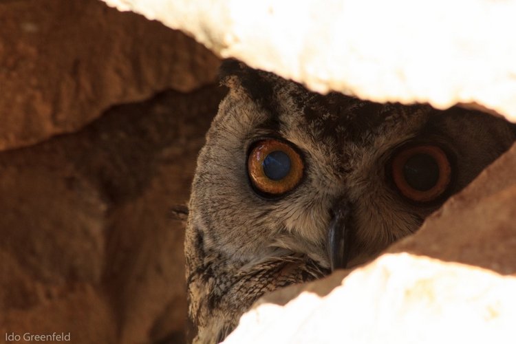 Любительские и профессиональные фотографии Сов (выпуск 2)