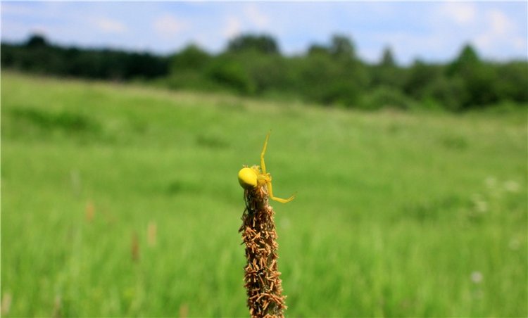 Весенняя Фея. Kyrra Fair Meadow doll | Бэйбики Весенняя Фея. Kyrra Fair Meadow doll