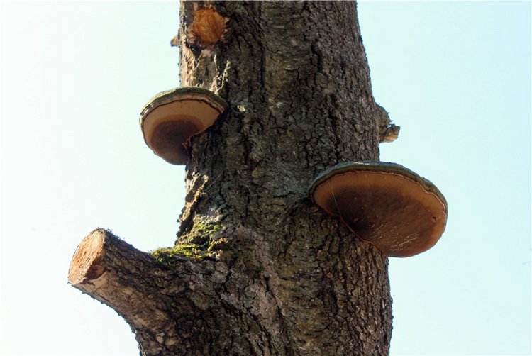 Савватьева Пустынь, Тверская область