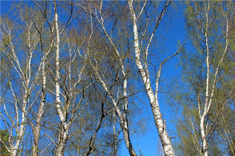 Прогулка Софи. Lati HoneyBee New Mystic Sophie | Бэйбики Прогулка Софи. Lati HoneyBee New Mystic Sophie