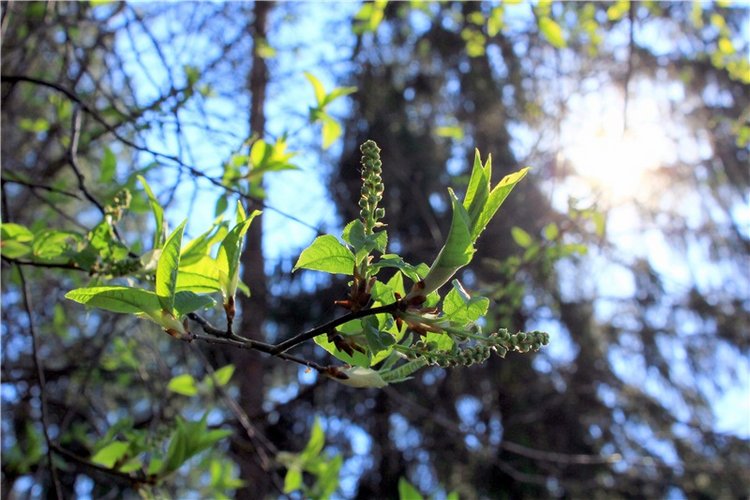 Савватьева Пустынь, Тверская область (фото 8)