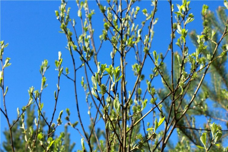 Долгая дорога к Волге. Custom Blythe Doll UFO Go Go Takara (фото 3)