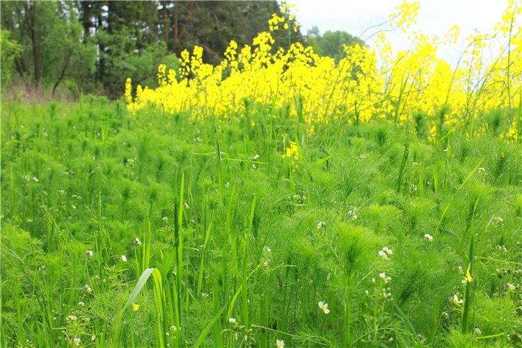 Солнечное поле. Twinkles Ella Chocolate