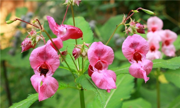 Июльское путешествие в Старицу, продолжение